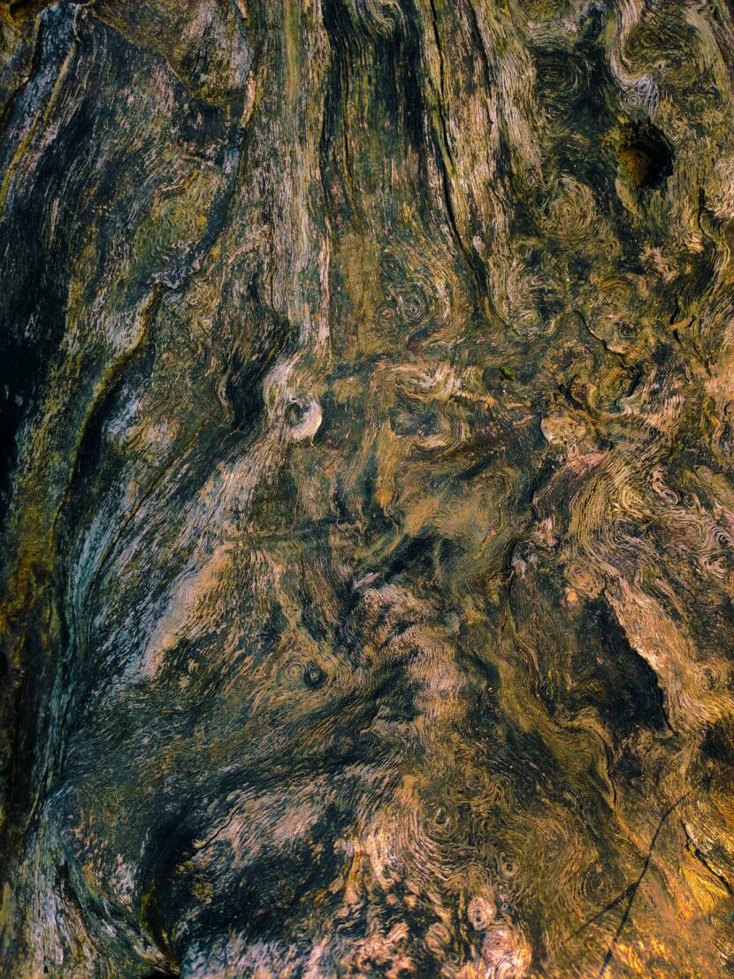 What trees does Chaga grow on? what trees does chaga grow on