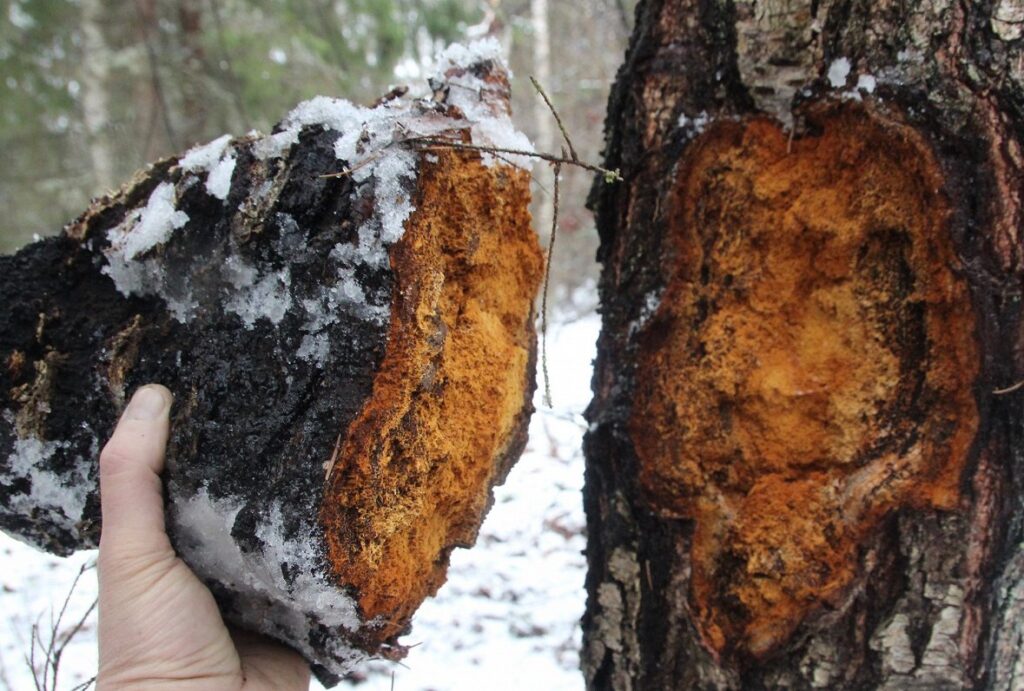 chaga mushroom