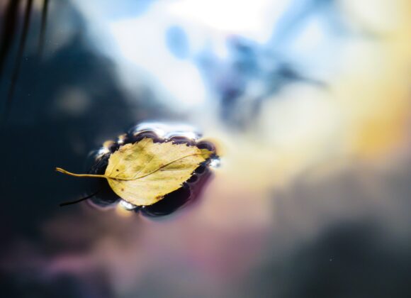 Harvesting Chaga from a dead birch and how to tell the difference? chaga from a dead birch