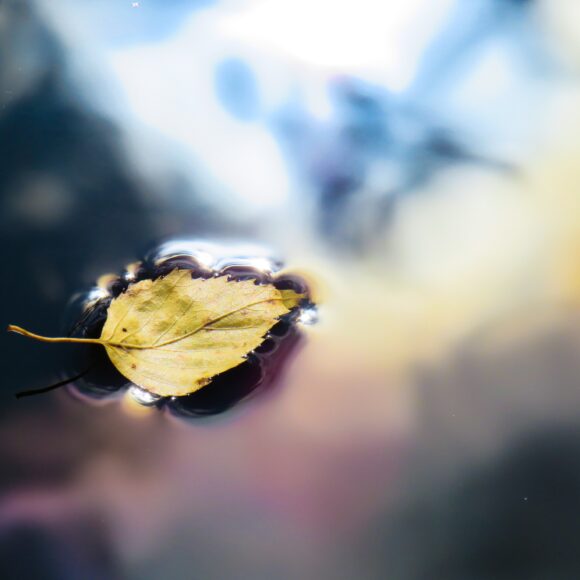 chaga from a dead birch
