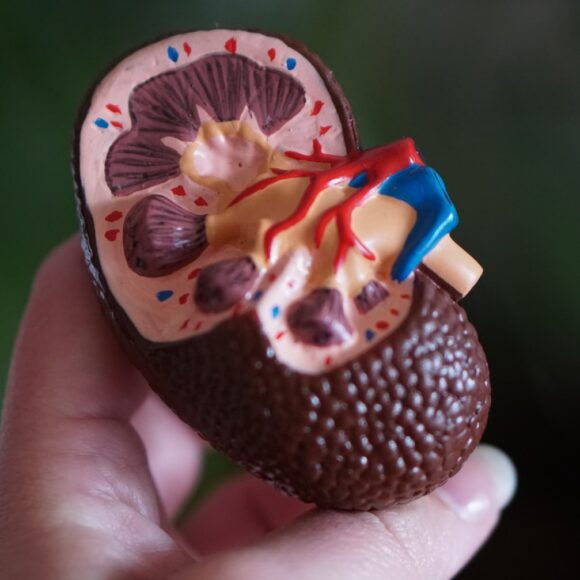 chaga kidneys health