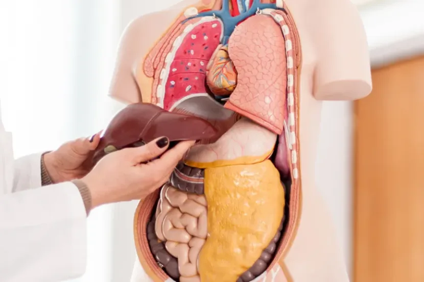 Chaga supporting your liver health chaga liver