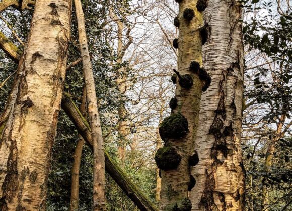 Look-alikes mistook for Chaga chaga look-alikes