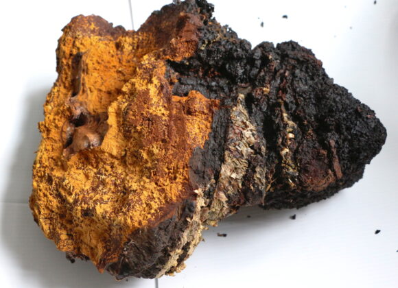 How does Chaga look like and how to recognize one in the wild? how does chaga look
