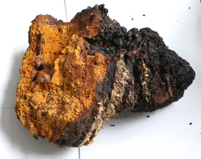 how does chaga look