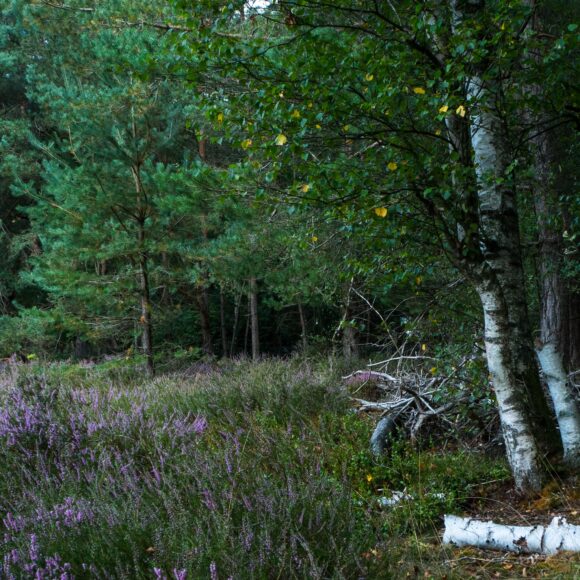 find chaga in the woods