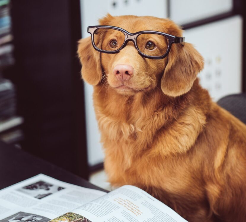Chaga for dogs chaga for dogs