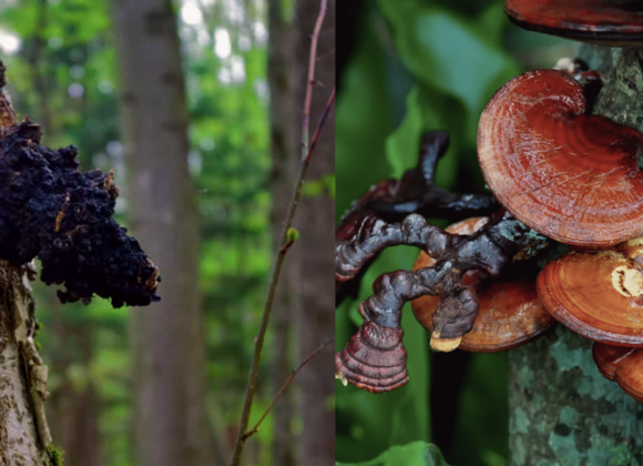 Chaga vs Reishi chaga mushroom vs reishi mushroom