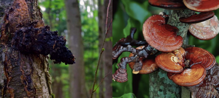 chaga mushroom vs reishi mushroom