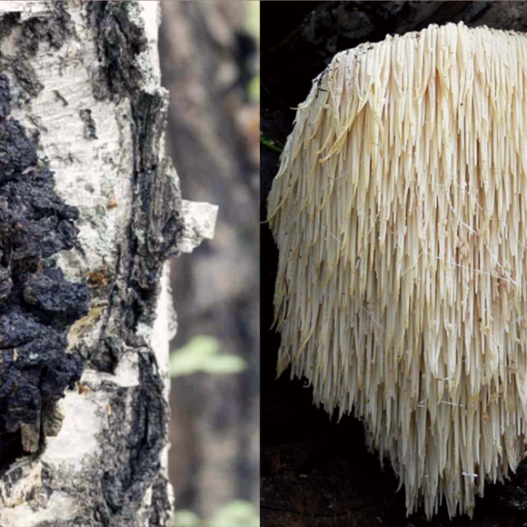 chaga vs lions mane