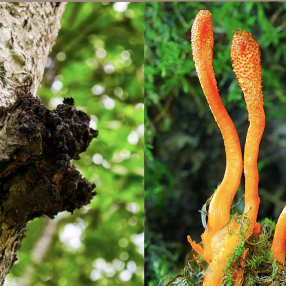Chaga vs Cordyceps