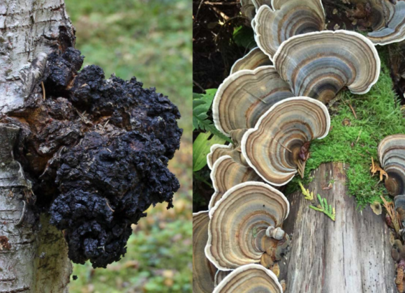 Chaga vs Turkey Tail chaga vs turkey tail