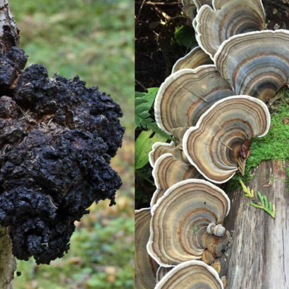 chaga vs turkey tail