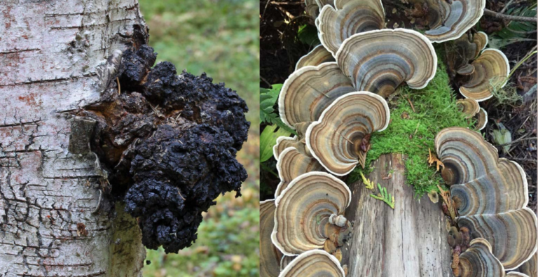 chaga vs turkey tail