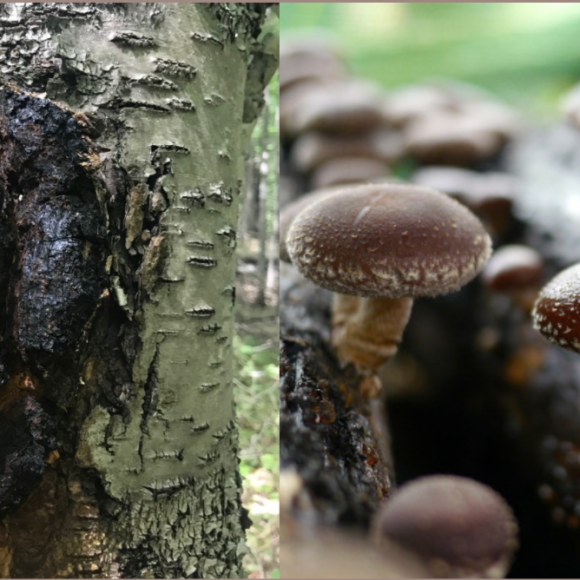 chaga vs shiitake
