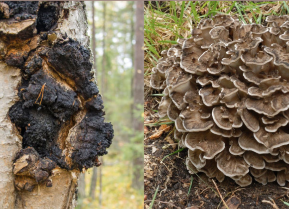 chaga vs maitake