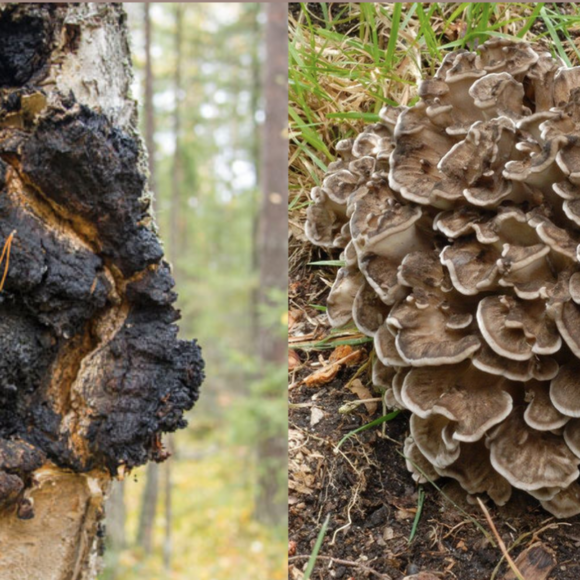 chaga vs maitake