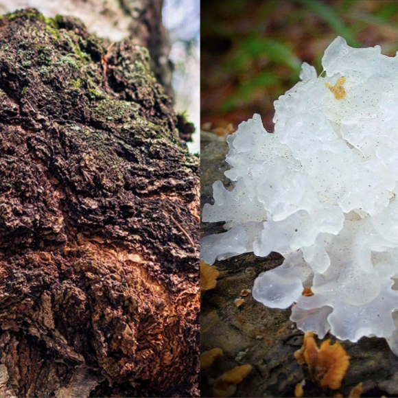 chaga vs tremella
