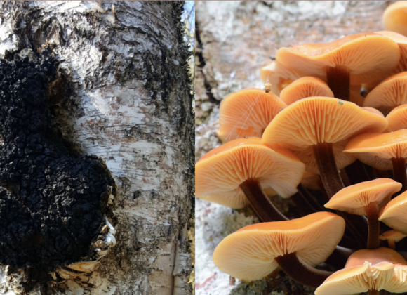 Chaga vs Enoki Mushroom chaga vs enoki